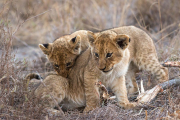 Obraz premium Close up shot of tiny lion cubs interacting and playing with one another.