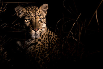 Adult female leopard staring and listening for any movements in tall grass.
