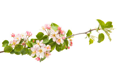 branch with flowers of apple
