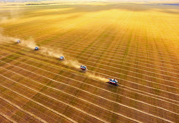 Harvesting of wheat. Combine harvesters agricultural machines collecting golden wheat on the field....