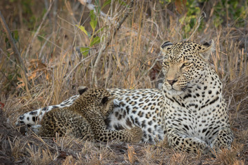 Female leopard with cute and tiny cub suckling while laying in shade.