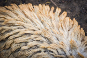 sheep fur wool texture / abstract wool texture close up of real wool sheep background