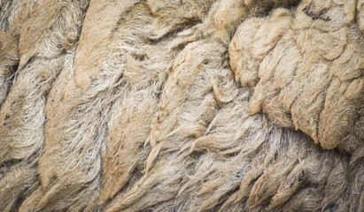 sheep fur wool texture / abstract wool texture close up of real wool sheep background