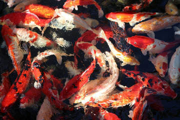 Obraz na płótnie Canvas Movement of many colorful Carp fish in the water. Background of fancy fish all of the frame.