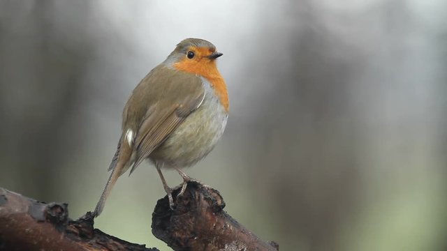 A beautiful Robin (Erithacus rubecula) perched on a branch of a tree. 