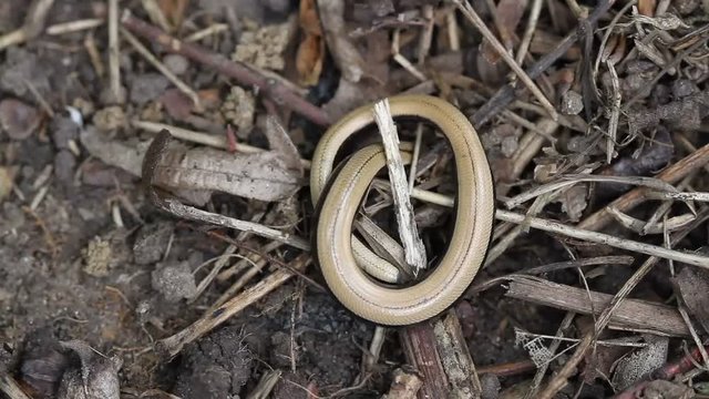 A cute baby Slow worm (Anguis fragilis) making its way down into its burrow in the ground.