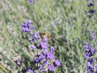 butterfly in field of lavender flowers