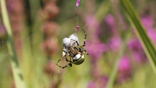 A beautiful Wasp Spider (Argiope bruennichi) wrapping an insect that has just been caught in its web.