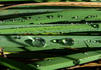 macro water drops on green grass leaf background