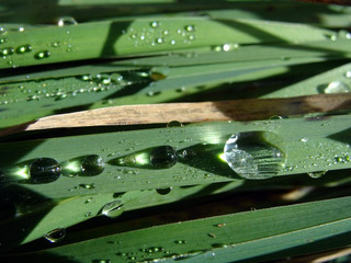 shinig dew  macro water drops on green grass