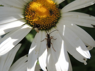 beetle on flower petal