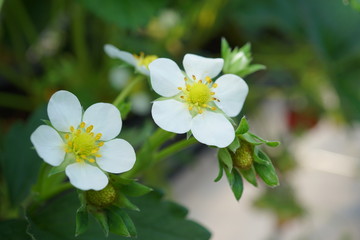 Obraz premium Shizuoka,Japan-December 20, 2018: Closeup of Strawberries and its flowers in December. Their variety name or breed name is Beni-Hoppe, which means rouged cheek in Japanese.