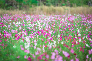 Close-up background of a flower (field of flowers Cosmos), nature wallpaper with breeze blowing, and partially blurred grass, surrounded by green nature