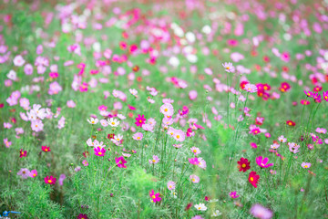 Obraz na płótnie Canvas Close-up background of a flower (field of flowers Cosmos), nature wallpaper with breeze blowing, and partially blurred grass, surrounded by green nature