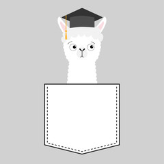 Alpaca llama sitting in the pocket. Face with graduate hat. T-shirt design. Cute cartoon funny character. Kawaii animal. Love Greeting card. Flat design style. Gray background. © worldofvector
