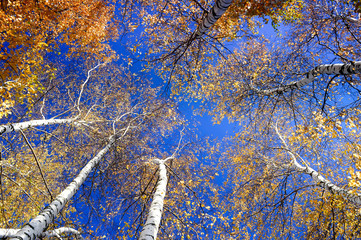 The view from below on the high crown of birch trees in the fall. Natural background