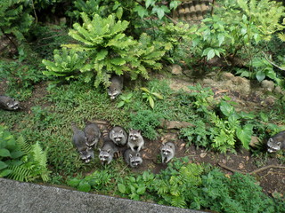 Isla de Guadalupe, Francia