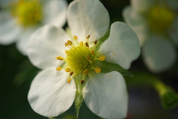 Shizuoka,Japan-December 20, 2018: Closeup of Strawberries and its flowers in December. Their variety name or breed name is Beni-Hoppe, which means rouged cheek in Japanese.