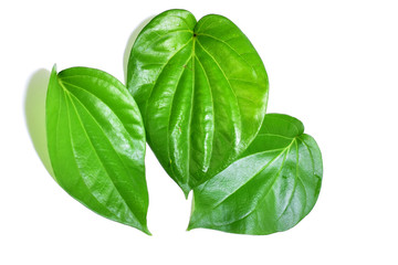 Obraz premium Betel leaf