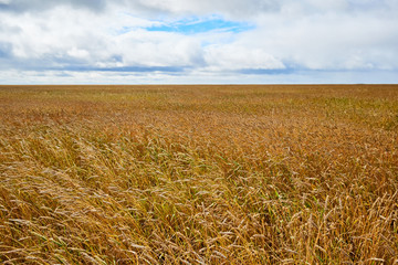 Сereal fields. Cloudy sky over golden field.