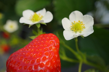 Shizuoka,Japan-December 20, 2018: Closeup of Strawberries and its flowers in December. Their variety name or breed name is Beni-Hoppe, which means rouged cheek in Japanese.