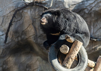 Naklejka premium Black Bear plays with a tire in a wooden ground in Beijing, China