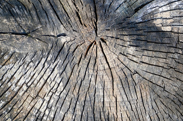 Wooden background of cross-cut old tree trunk cracked by time. Organic texture