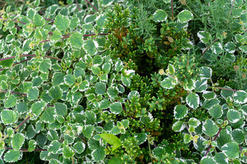 Colors of autumn leaves