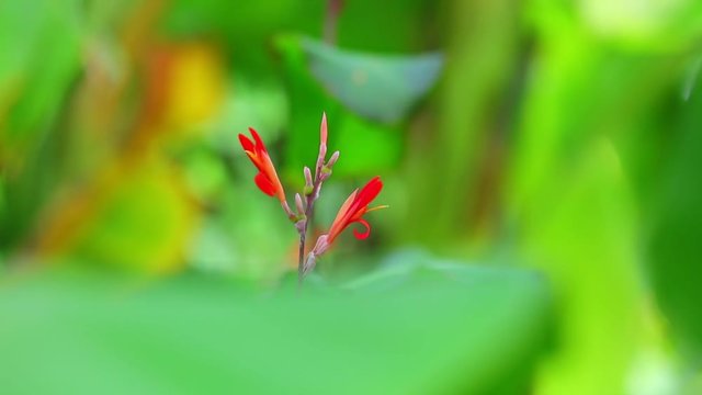 Canna lily vibrant red plant flowers medium shot with green vegetation bokeh background shallow depth of field. In high definition colourful foliage nature.