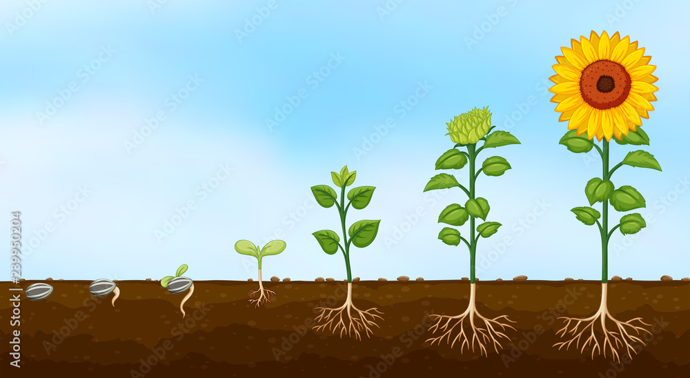 Poster diagram of plant growth stages