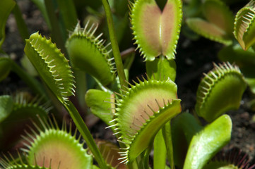 Sydney Australia, close-up of Venus flytrap plant