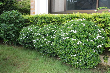 putnambut flower