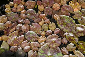 Sydney Australia,  water lily pads in pond from above