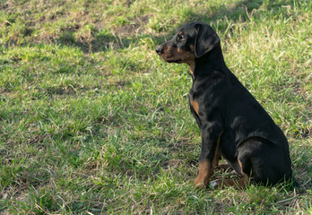 doberman pinscher puppy