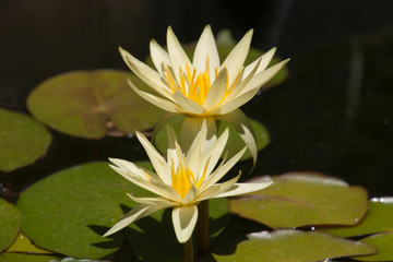 Sydney Australia, two pale yellow water lily flowers in pond