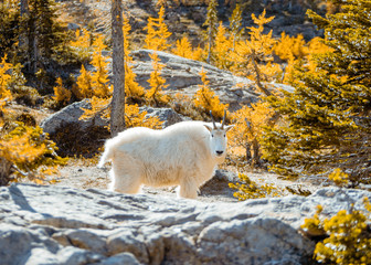 mountain goat surrounded by yellow larches