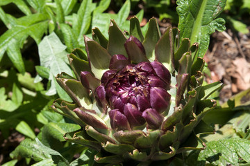 Obraz premium Sydney Australia, head on a globe artichoke plant in garden