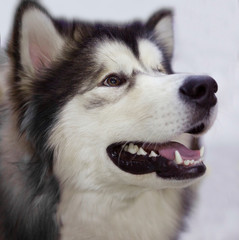 The dog is the Alaskan husky. The Arctic husky is a beautiful dog. This is a fairly large aboriginal dog type, designed to work in a team, one of the oldest breeds of dogs.