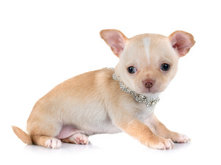puppy chihuahua in studio