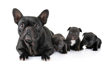 Fototapeta premium family french bulldog