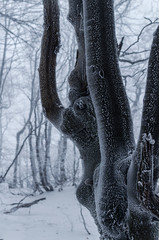 drzewo zimą 
