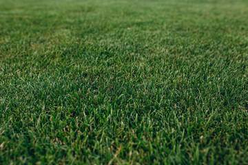 grass background Golf Courses green lawn pattern textured background.