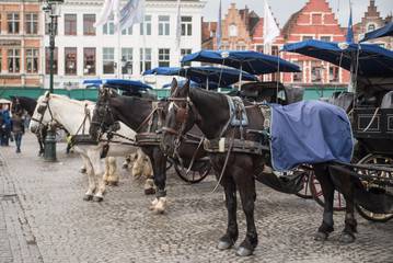 Naklejka na ściany i meble horses in Bruges, Belgium