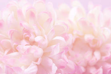 Beautiful flowers made with color filters in soft color and blur style for background