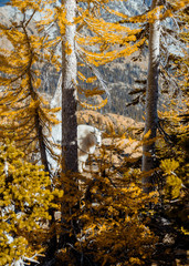 mountain goat in the fall