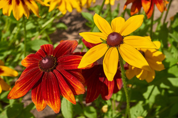the flowers in the garden