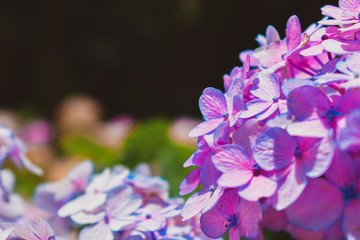 Flores