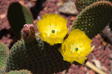 Sydney Australia, yellow flowering opuntia rufida cactus a native of Texas and New Mexico