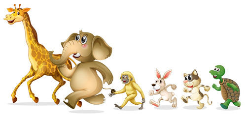 Obraz premium Group of wild animal on white background