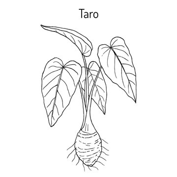 Taro Colocasia esculenta , eatable and medicinal plant